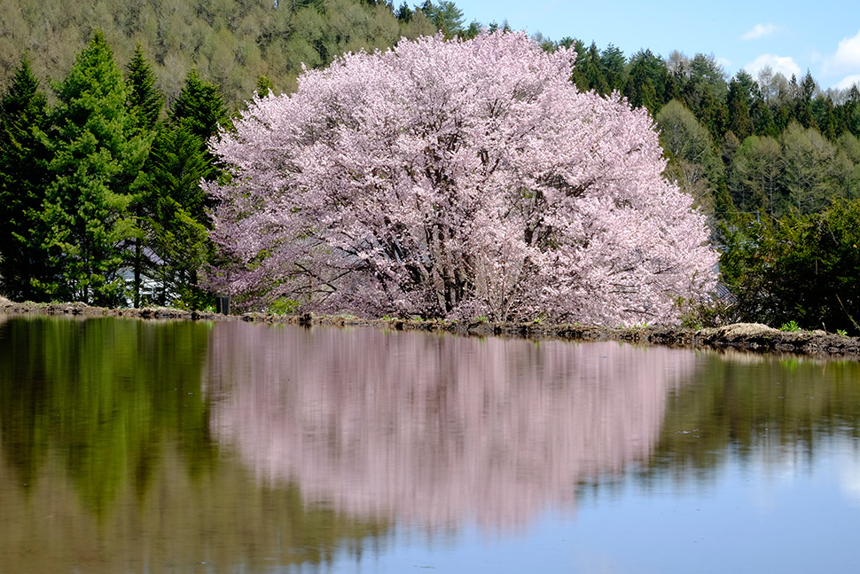 田んぼと桜~群馬県片品村~