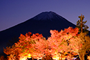 ライトアップの紅葉と富士山　山梨県富士河口湖町