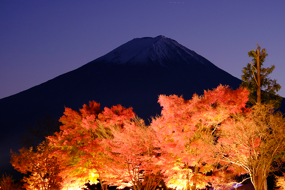 富士山と紅葉のライトアップ～山梨県富士河口湖町～