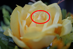 [写真]花の中心部にピントが合っている作例