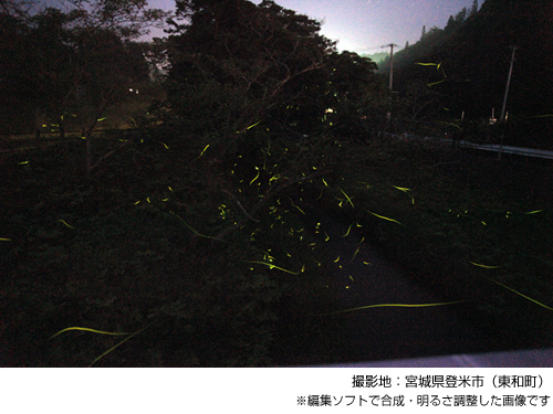 [写真]ホタル 撮影地：宮城県登米市（東和町）※編集ソフトで合成・明るさ調整した画像です