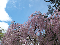 [写真]咲き誇った桜を撮りましょう