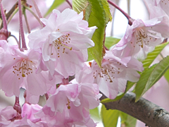 [写真]桜の種類