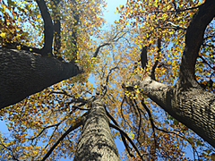 [写真]木々の間から上向きに撮影