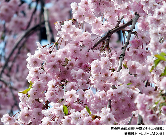[写真]青森県弘前公園（平成24年5月撮影）撮影機材：FUJIFILM X-S1