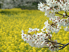 [写真]咲き誇った桜を撮りましょう