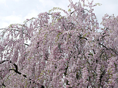 [写真]桜の種類